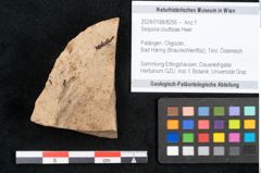 Foto (Objekt + Etikett) von Sequoia couttsiae Heer (NHMW-GEO-2024-0188-8256)